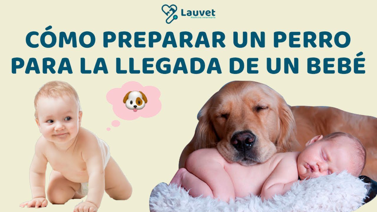 Cómo preparar a tu mascota para la llegada del bebé: Consejos esenciales