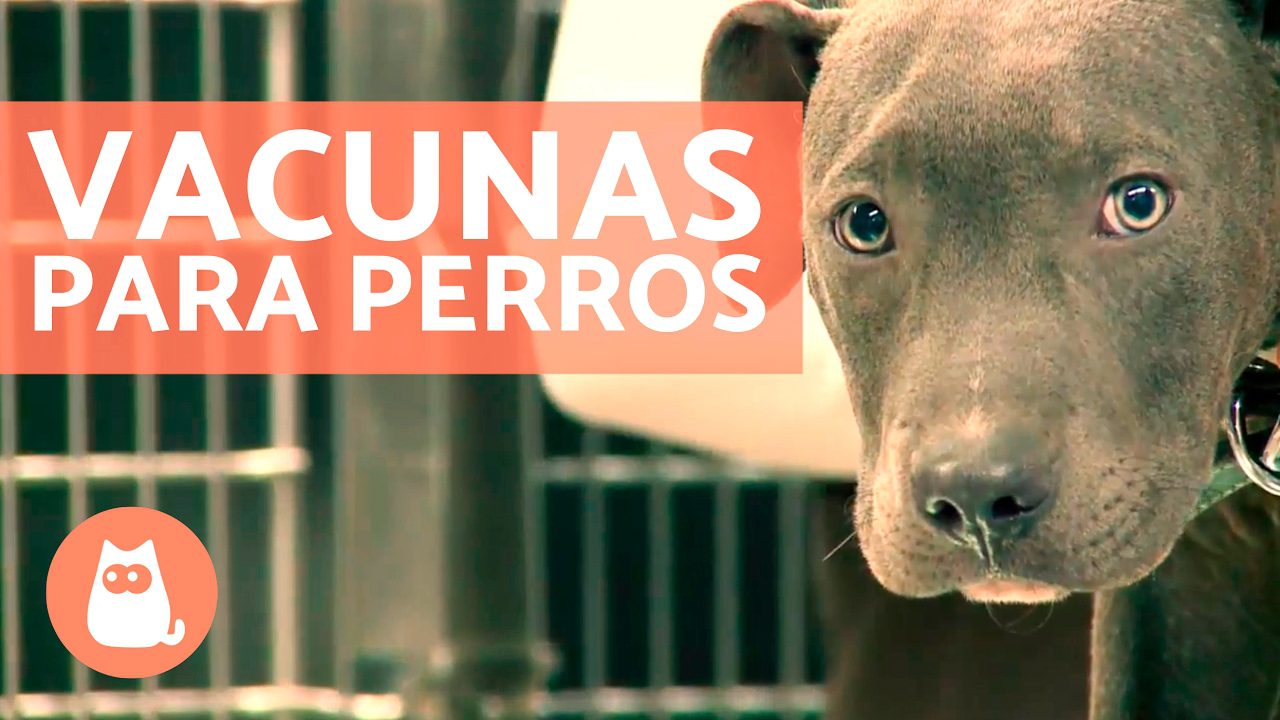 Consejos para el manejo de las primeras enfermedades y vacunas