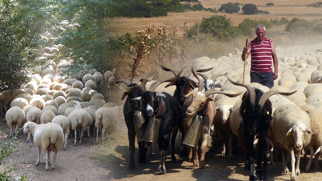 La Fiesta de la Transhumancia en Davos: Tradición y Pastoreo en los Alpes