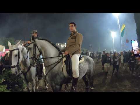 La Feria de São Martinho en Golegã: Caballos y Tradición