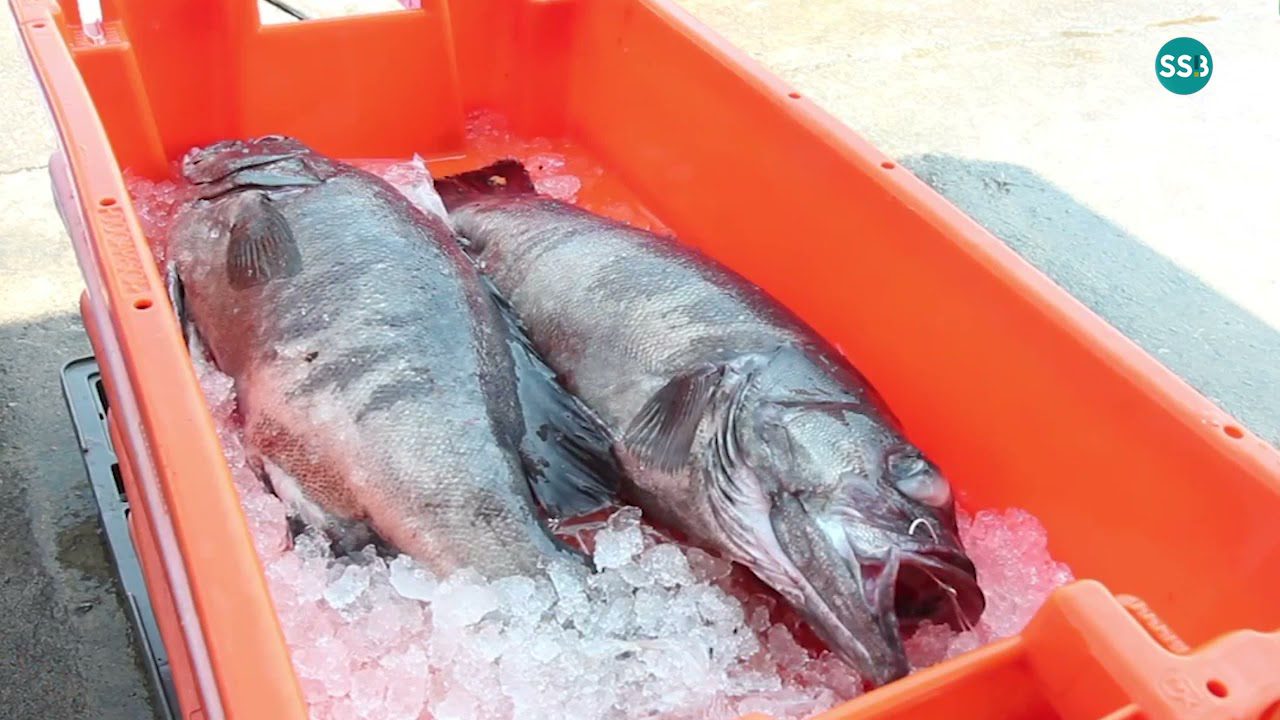 El Festival de las Sopas de Pescado en Sesimbra: Mar y Sabor