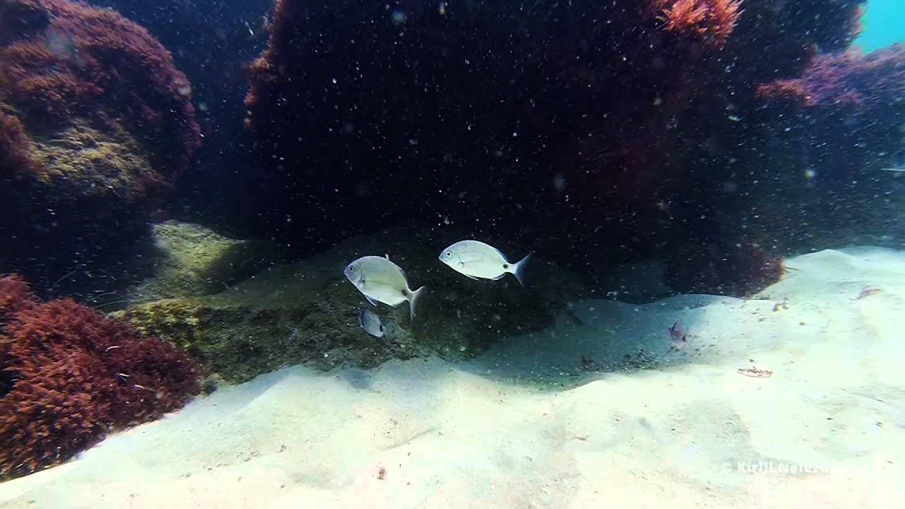 El Festival del Mar en Sesimbra: Tradición y Naturaleza