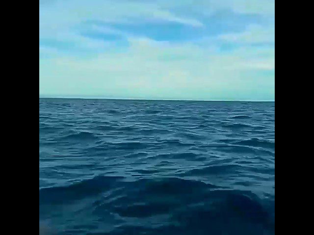 El Festival de las Ballenas en Île de Ré: Naturaleza y Celebración