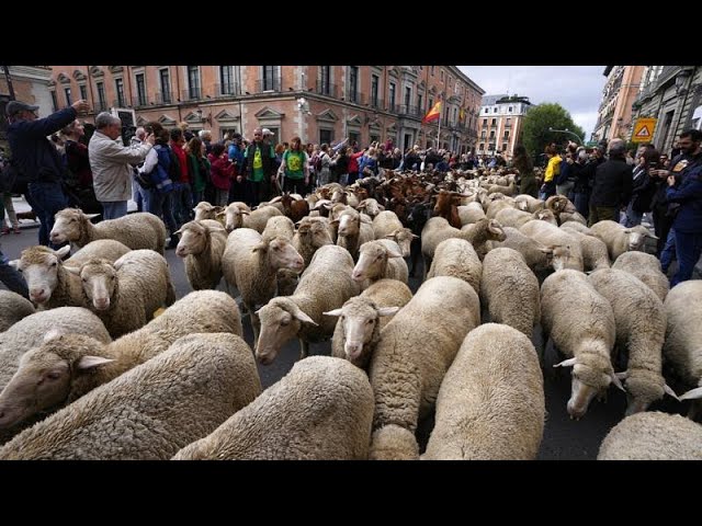 La Fiesta de los Pastores en Aubrac: Tradición y Ganadería en el Macizo Central